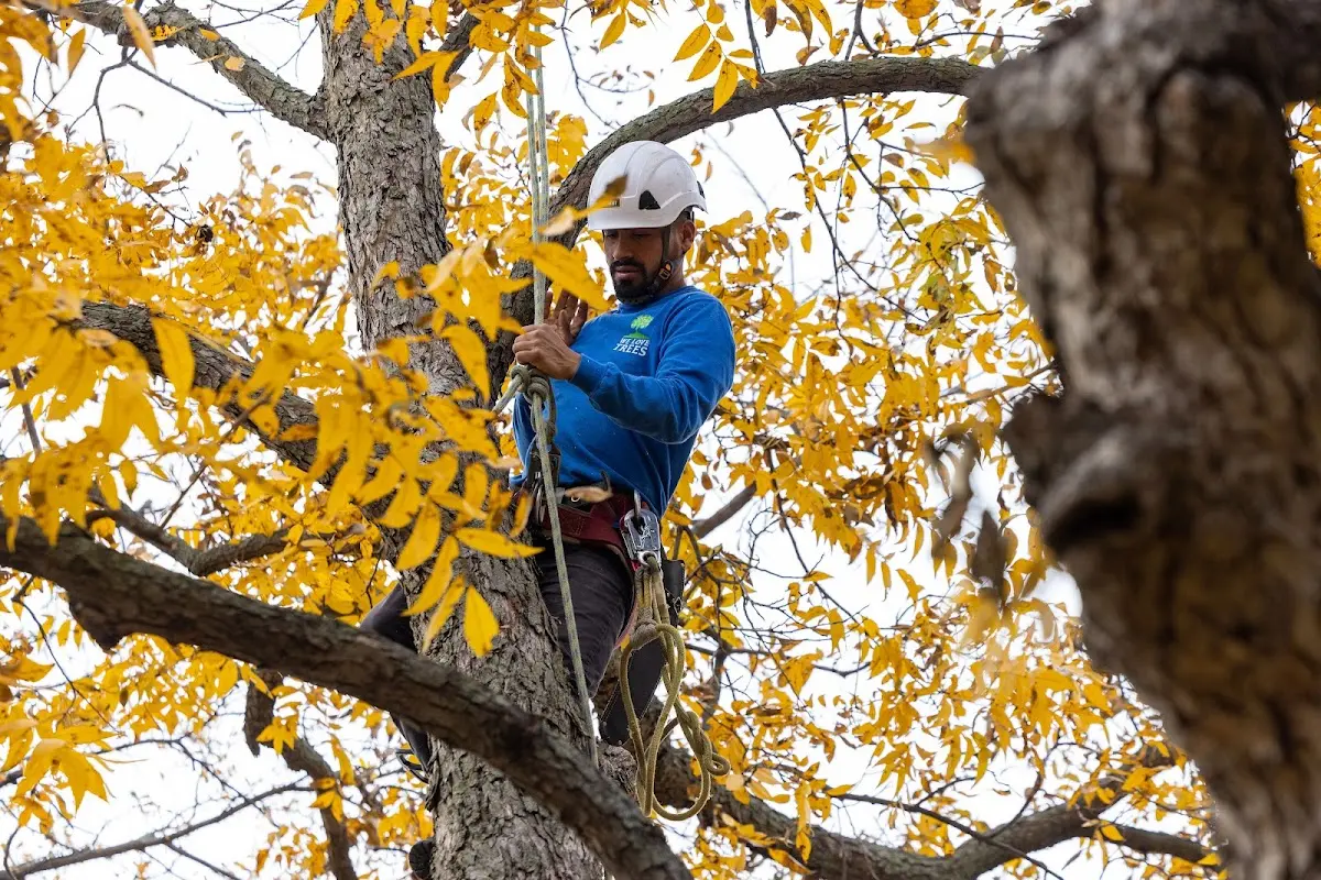 Skilled Tree Trimming crew working in Beardsley